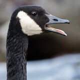 Canada Goose calling - Portrate