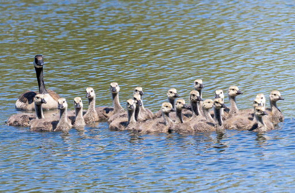 Canada Goose with many chicks