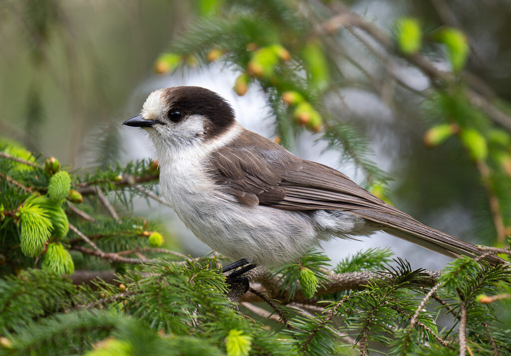 Canada Jay in conifer