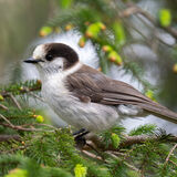 Canada Jay in conifer