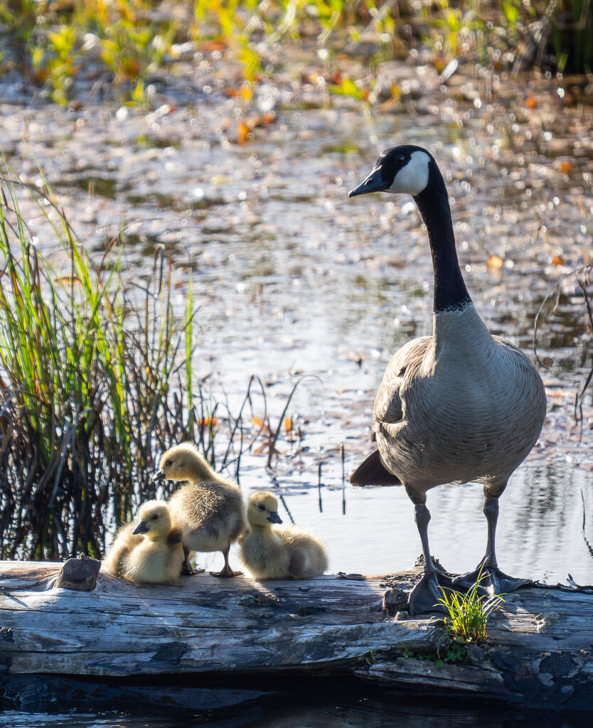 Canada goose 3 chicks on log