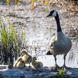 Canada goose 3 chicks on log