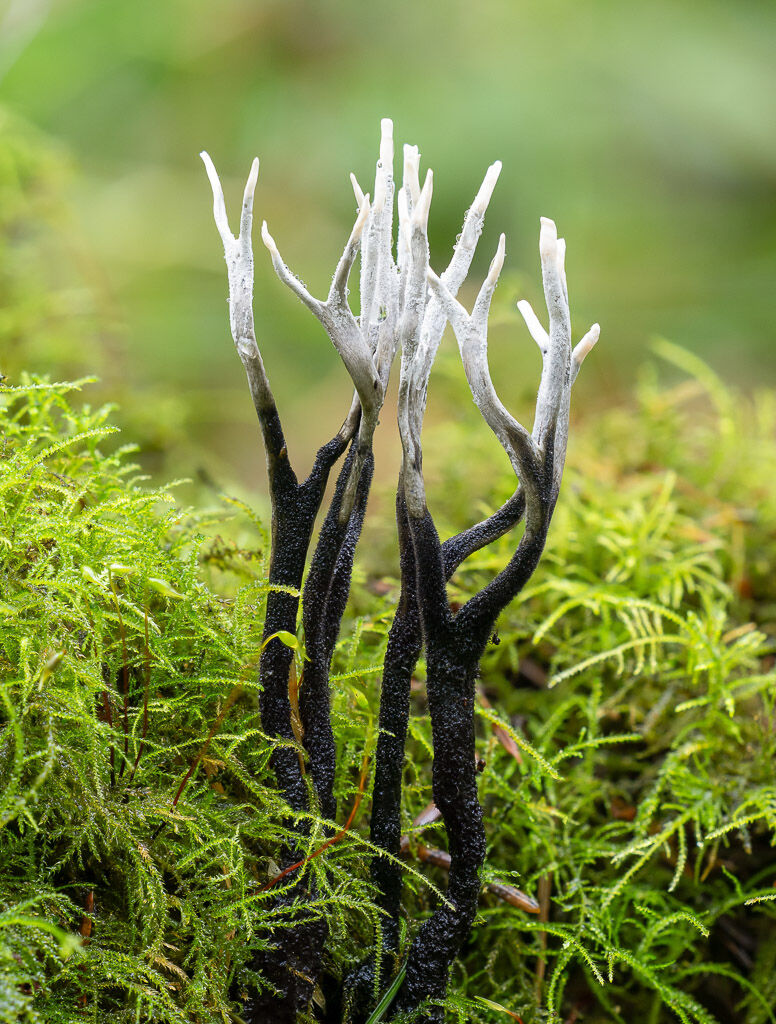 Candle snuff fungus