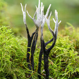 Candle snuff fungus
