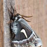 Ceanothus Silk Moth