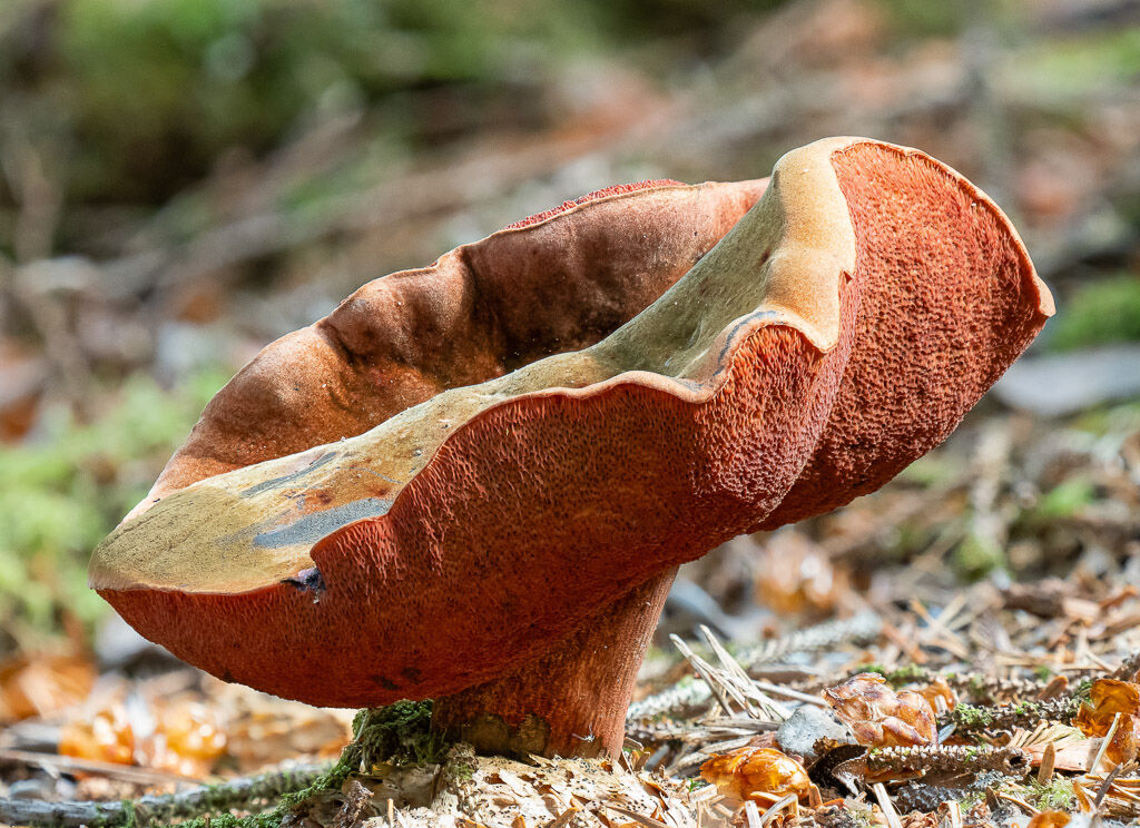 Chalciporus piperatus, known as the peppery bolete
