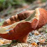 Chalciporus piperatus, known as the peppery bolete