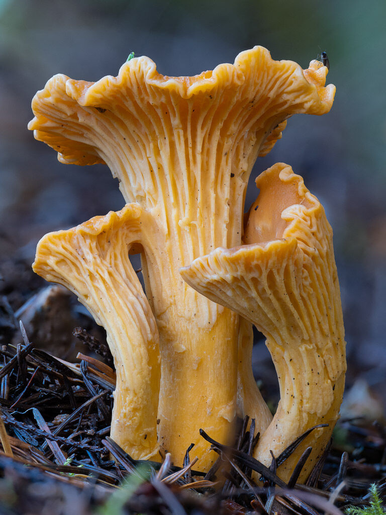 Chanterelle group