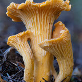 Chanterelle group
