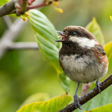 Chestnut chickadee calling. (2)