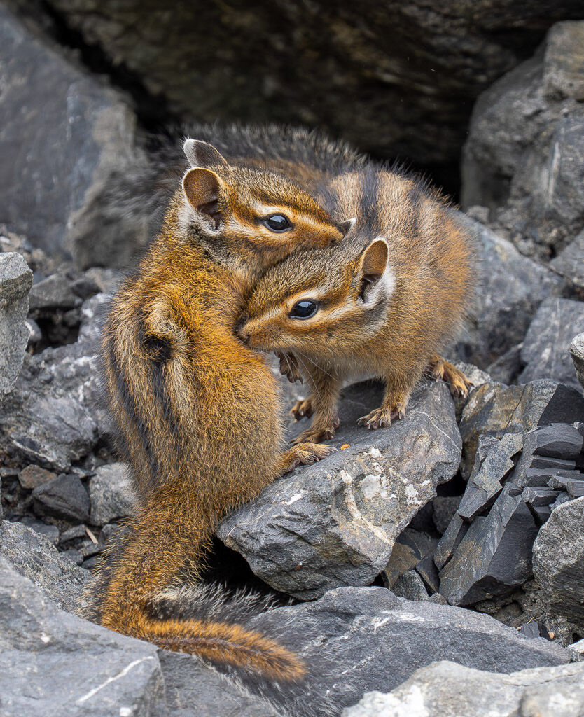 Chipmunks