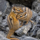 Chipmunks