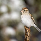 Chipping Sparrow