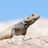 Chuckwalla coming out for morning sun-2