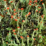 Cladonia Lichen British Soldiers