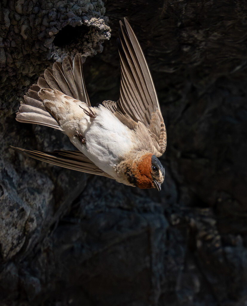 Cliff Swallow
