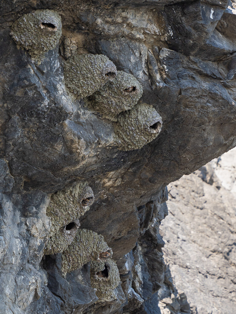 Cliff Swallow colony