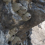 Cliff Swallow colony