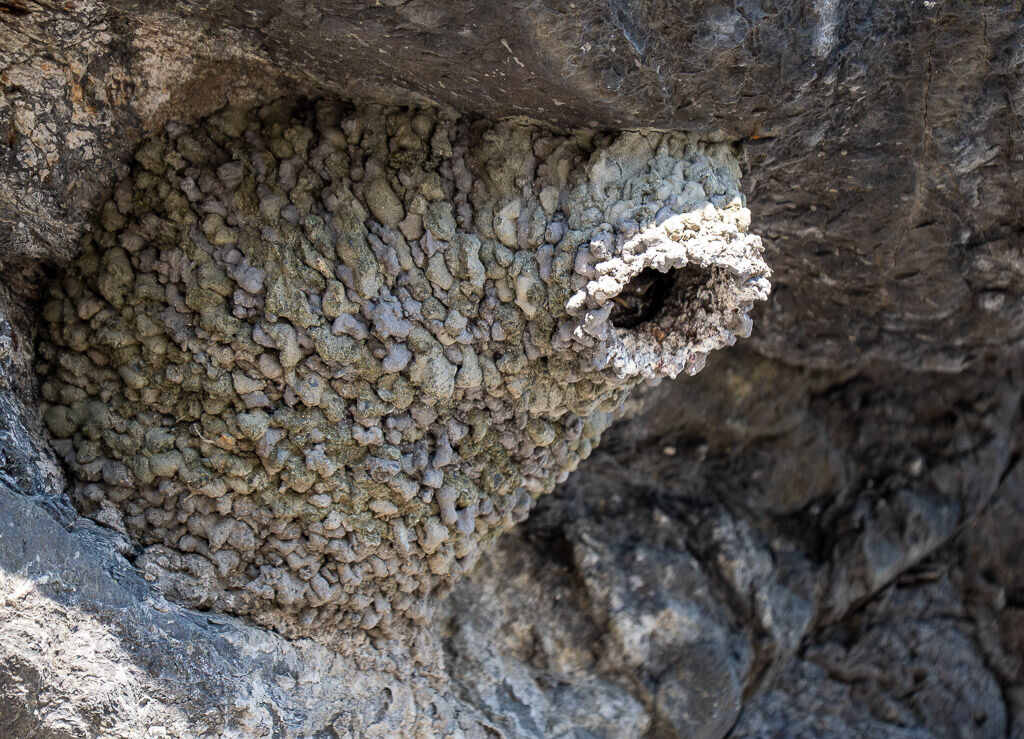 Cliff Swallow nest