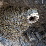Cliff Swallow nest