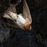Cliff Swallow