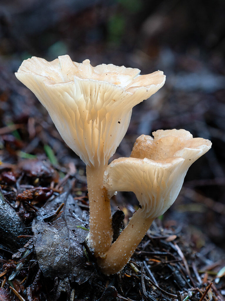 Clubfoot Funnel Fungus