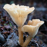 Clubfoot Funnel Fungus