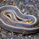 Coast Garter Snake