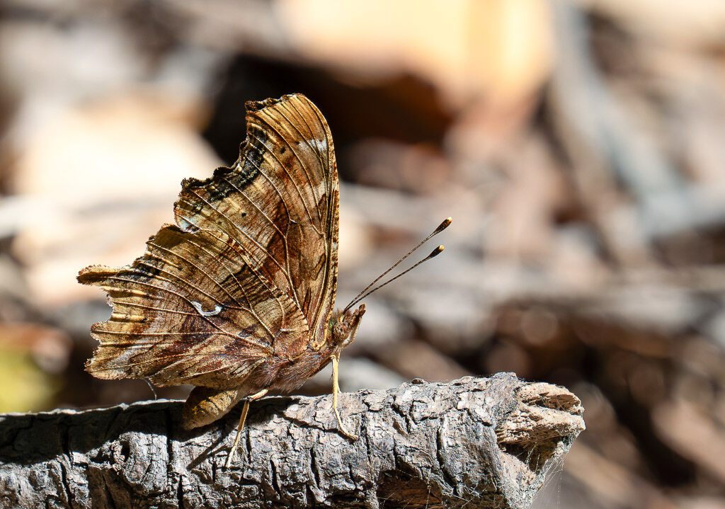 Comma butterfly