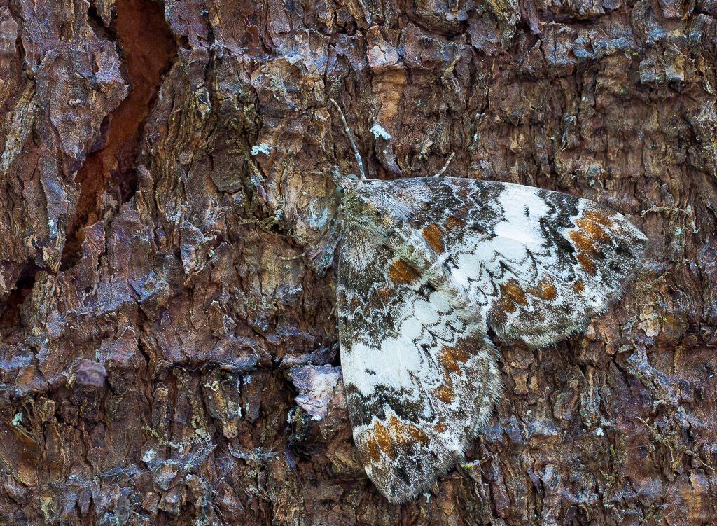 Commom Marbled Carpet moth