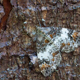 Commom Marbled Carpet moth