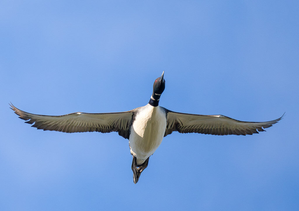 Common Loon in flight