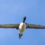 Common Loon in flight