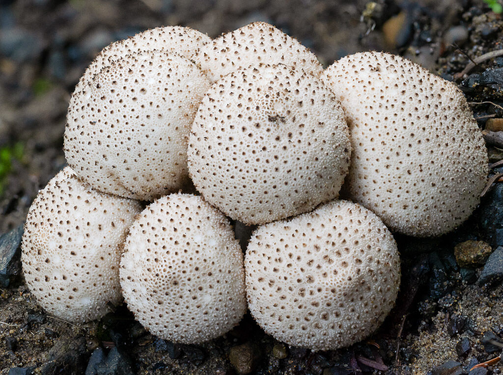 Common Puffball