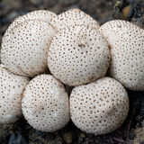 Common Puffball