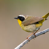 Common Yellowthroat warbler