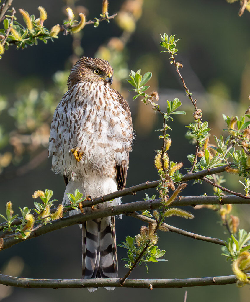 Coopers Hawk juvenile in willow