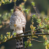 Coopers Hawk juvenile in willow