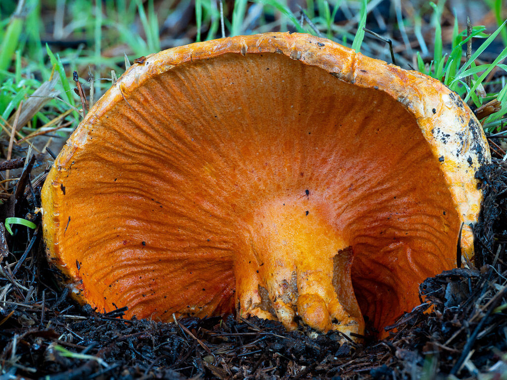 Coral Fungus breaking through