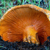 Coral Fungus breaking through