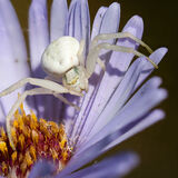 Crab Spider on Michaelmas daisy