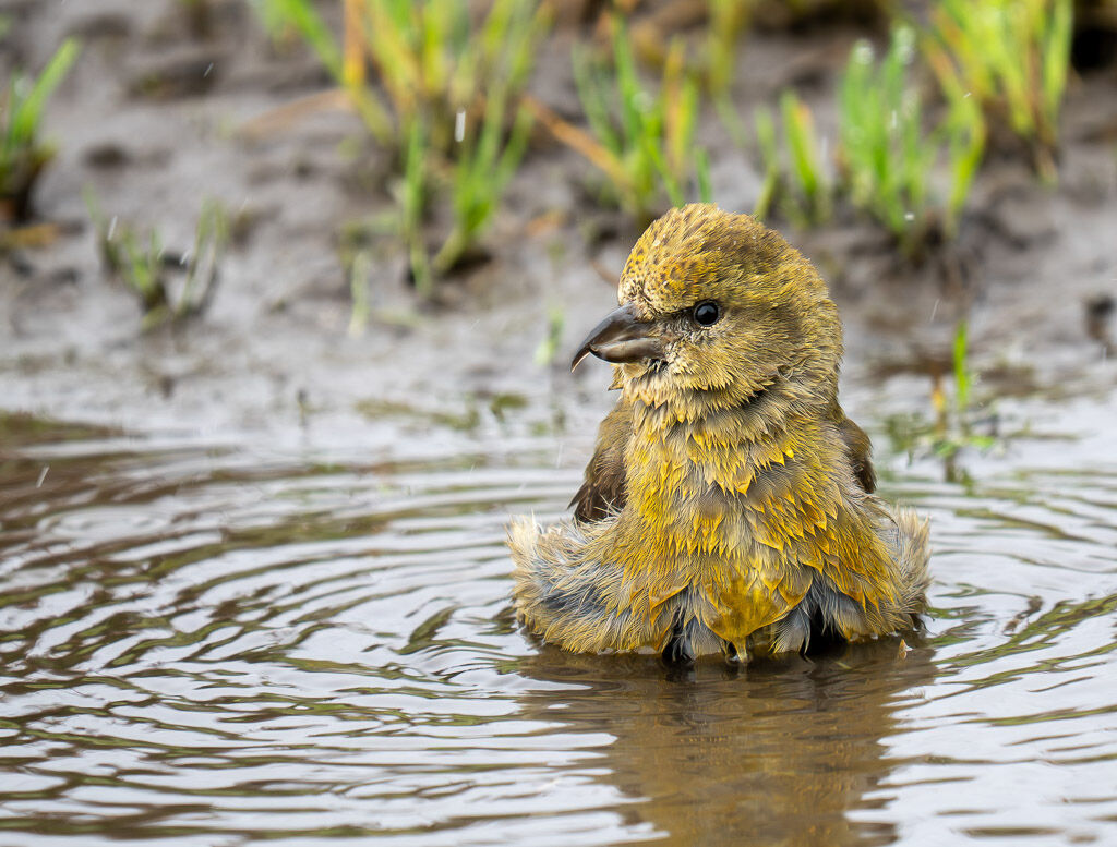 Crossbill in puddle, female