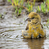 Crossbill in puddle, female