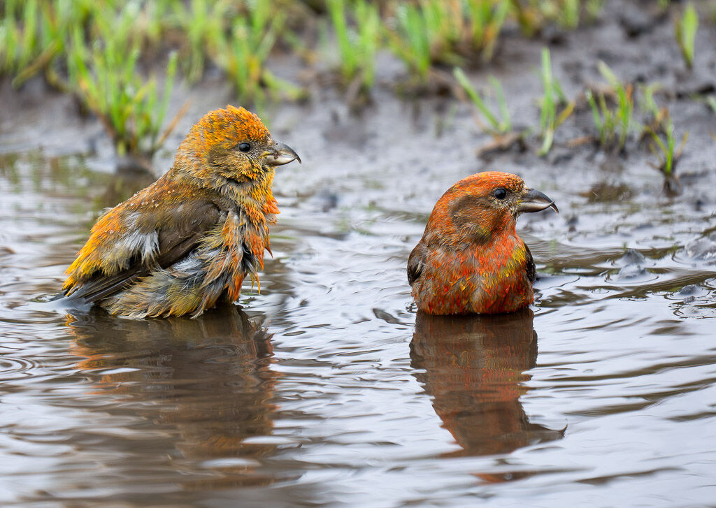 Crossbill, two males in puddle