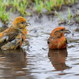 Crossbill, two males in puddle