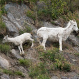 Dall's Sheep White with lamb