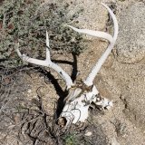 Deer skull with Antlers shed