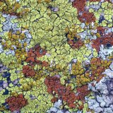 Desert lichen