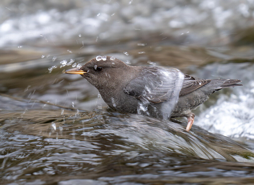 Dipper feeding under water.