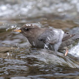 Dipper feeding under water.